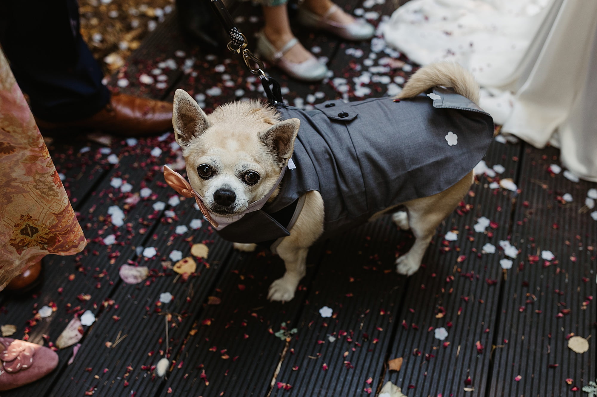 dogs at weddings glendye